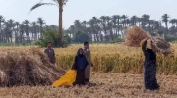 نماذج اليونان والبرازيل.. كيف تطور شركات التأمين خدماتها بالاستفادة من التجارب الدولية؟